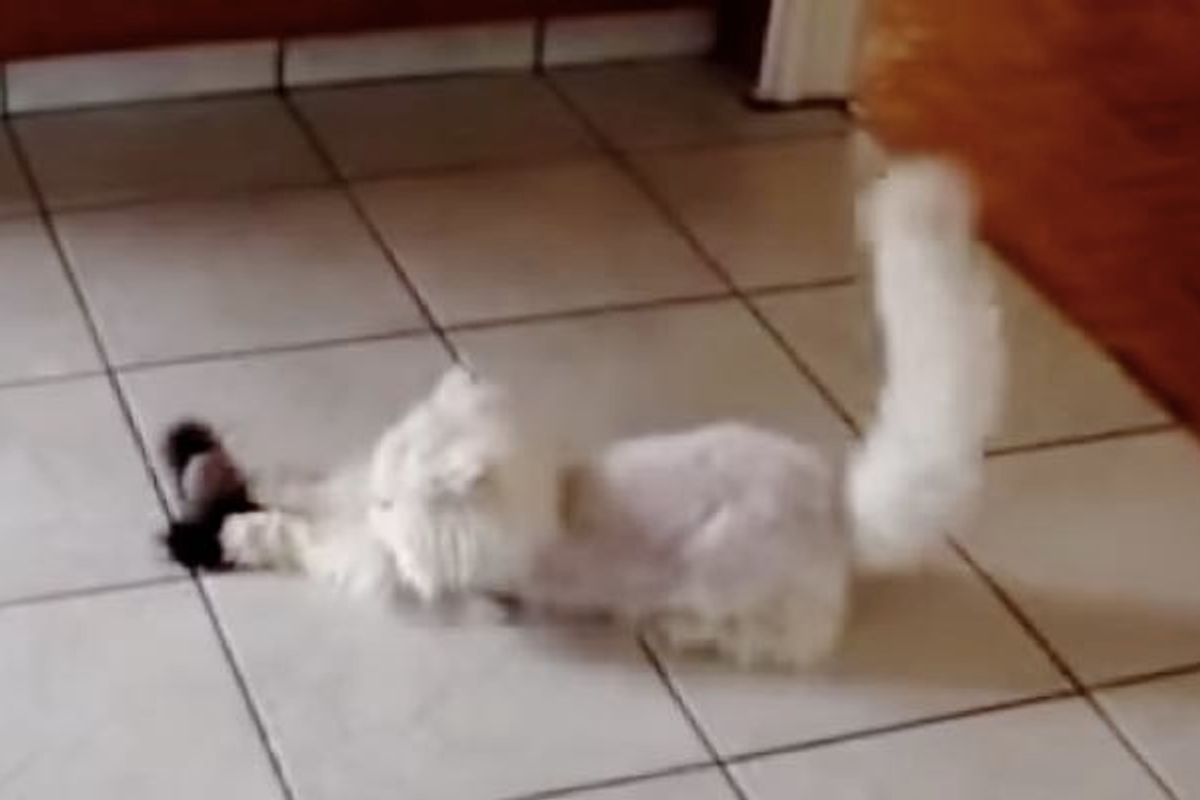 14 Year Old Rescue Cat Plays Like a Kitten in Her New Home