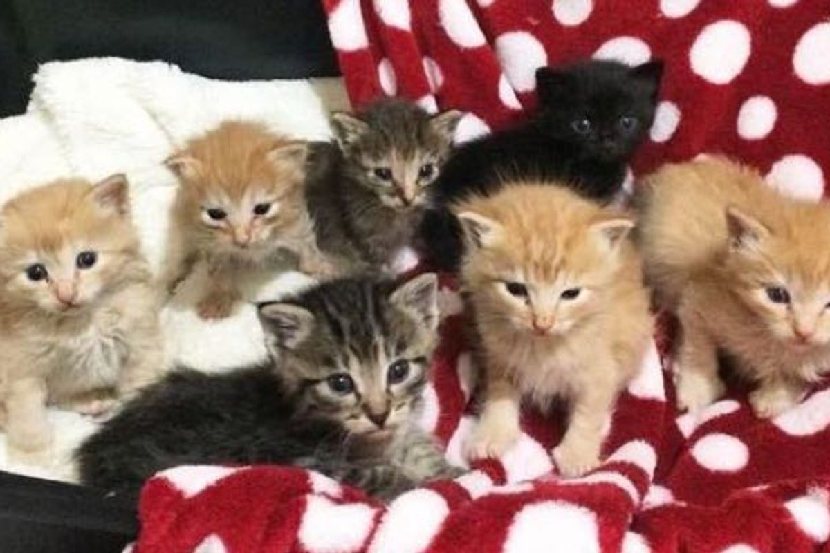 Runty Tortie Rescued by a Kind Lady who Came Back for Her