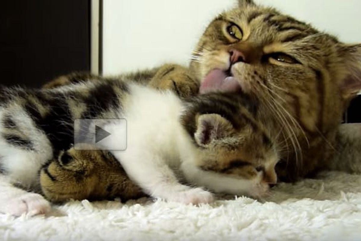 Kitten Asking Mom for Hugs. Sweetest Thing!