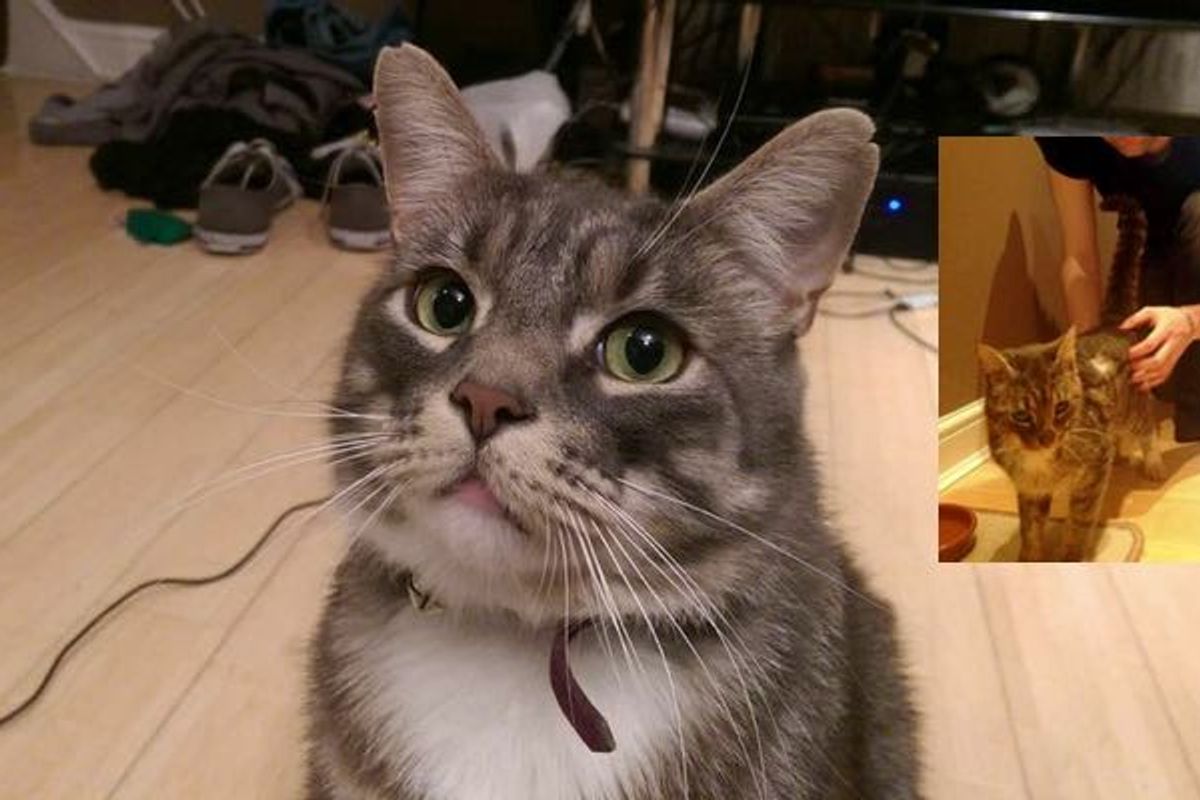 Humph the Cat from Car-hit Stray to Handsome Boy