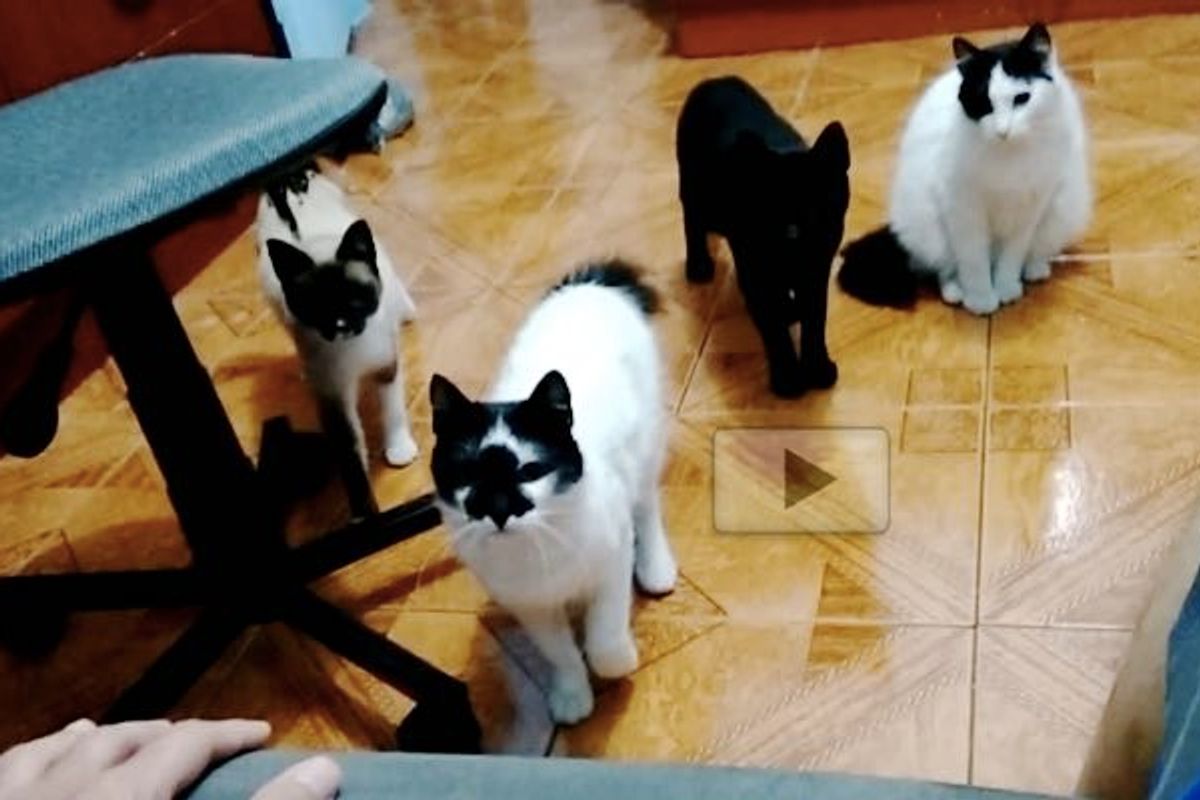 Man Calls His Cats with His Sofa