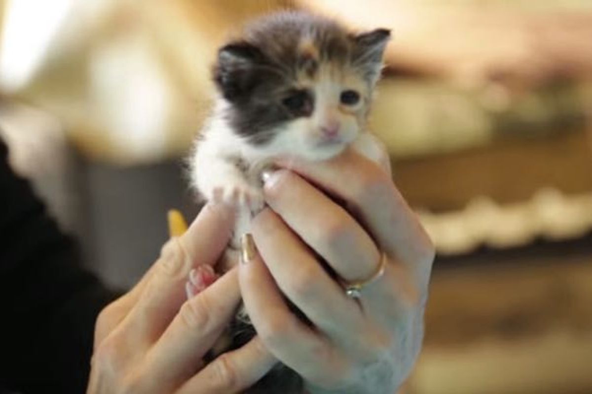 Little Calico Baby Learning to Eat at Foster Home for the First Time