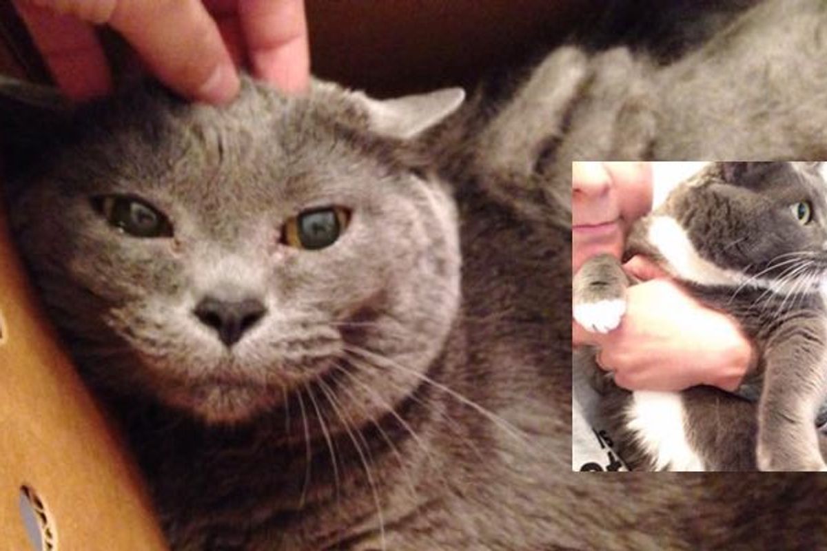 24 and 21 Year Old Cats were Given Up to Shelter, Now Find Home Together!