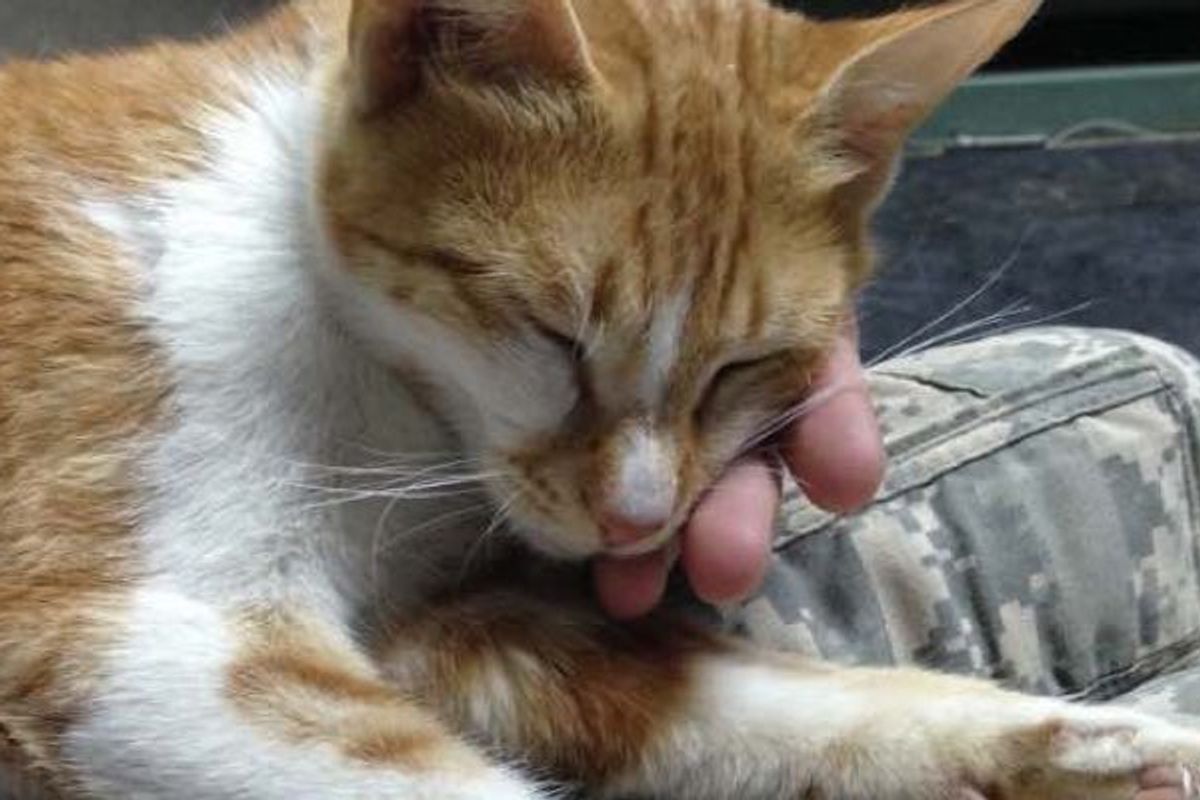 Two Kitties Won the Hearts of Two Soldiers. They Couldn't Leave Them Behind..