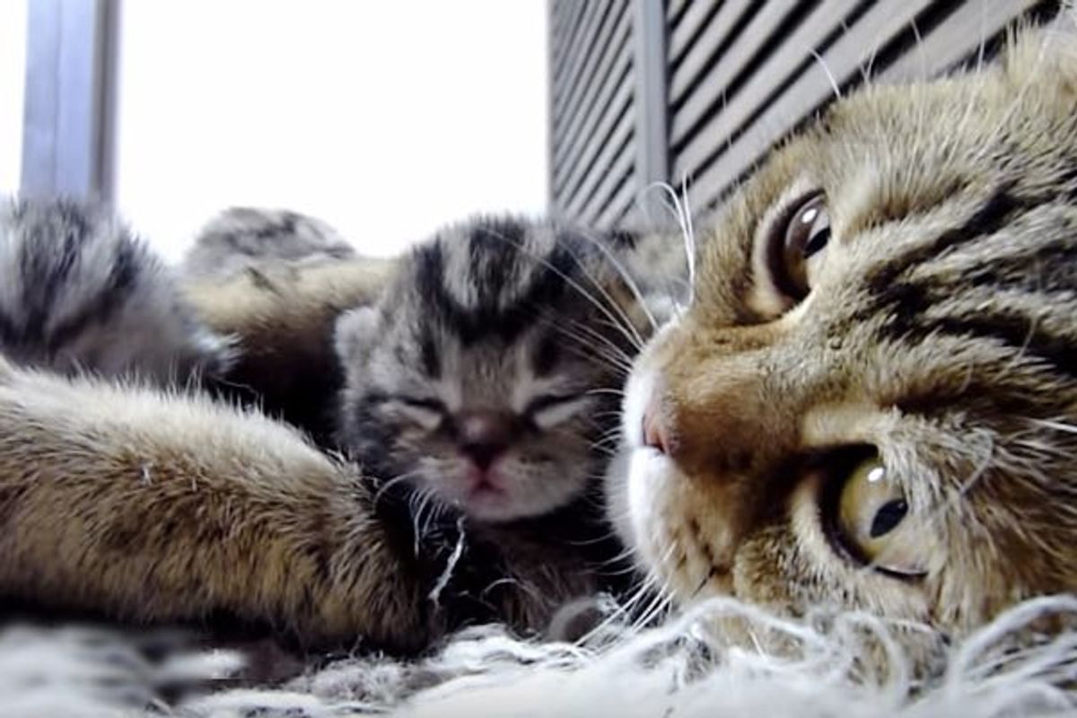Mama Purring Aloud to Her Little Fur Babies