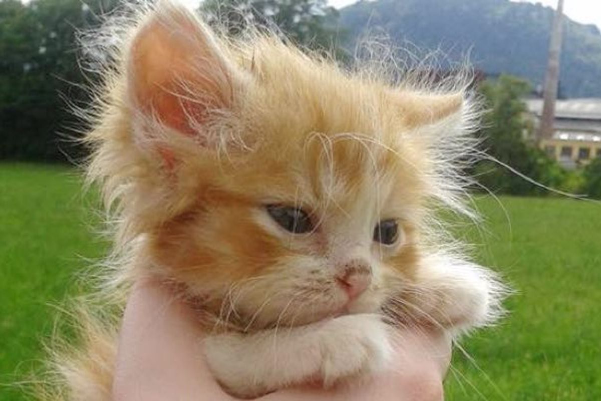 Tiny Ginger Kitten Found in Woods Without a Mom, Now Two Years Later.