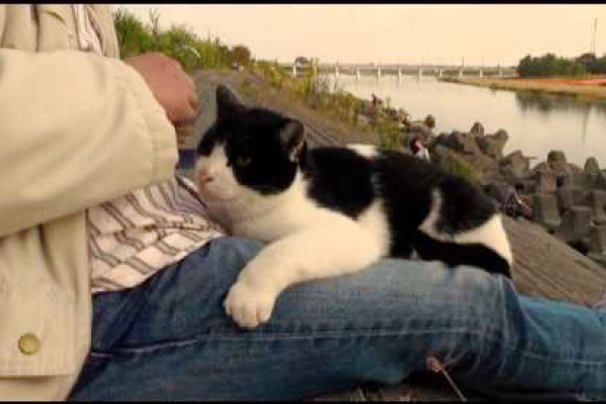 Fishermen Fish for Their Beloved Island Cats