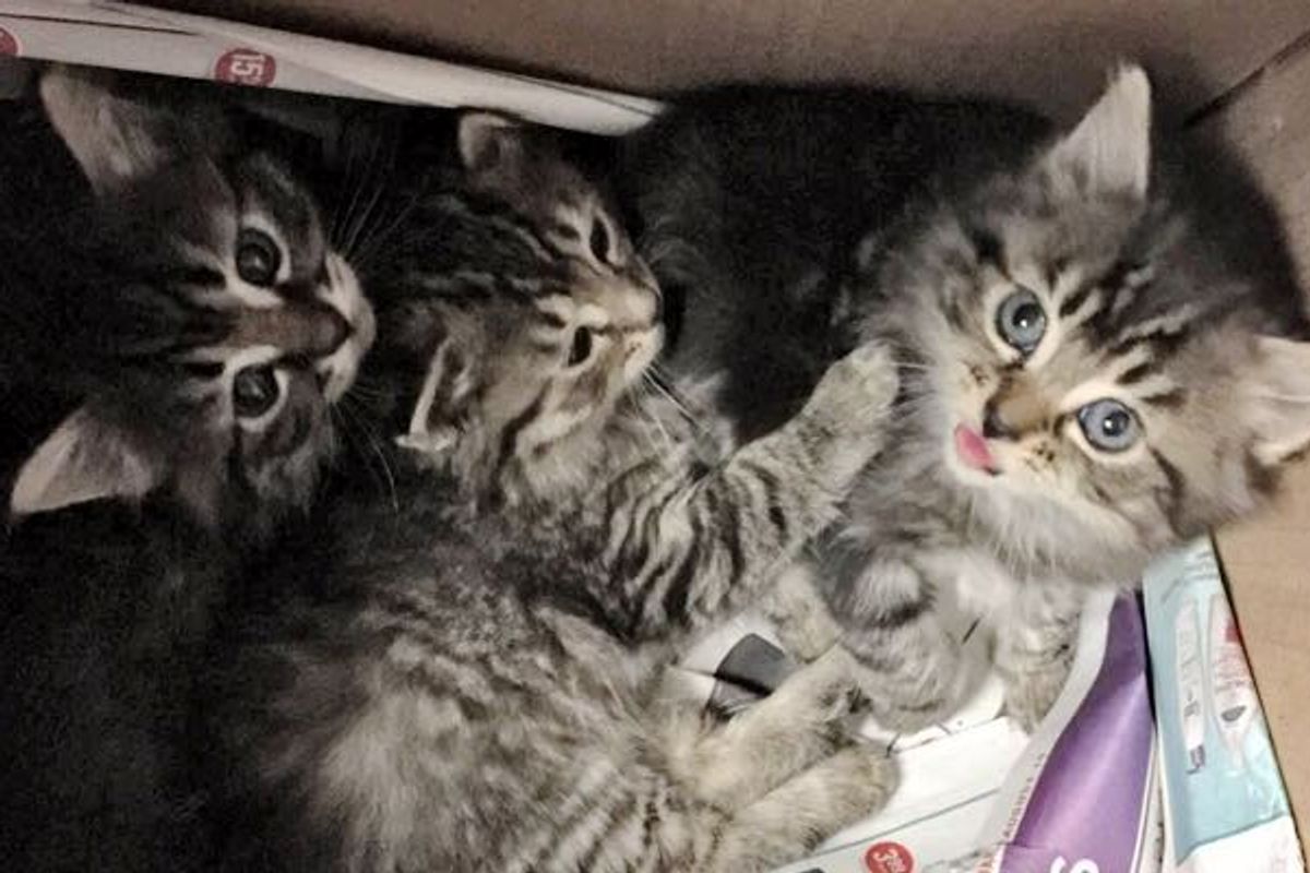 Tabby Kittens Found in Wine Box from Scared to Loved