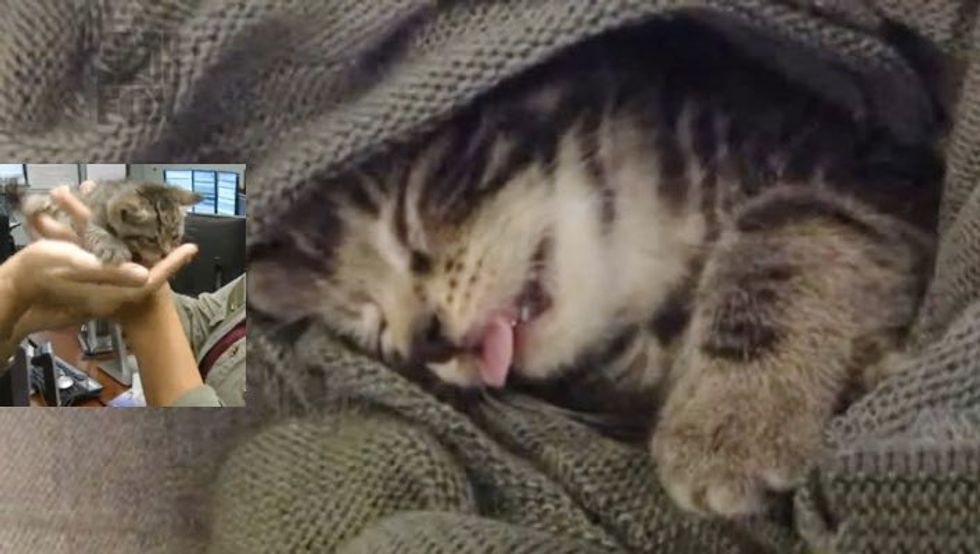 911 Operators Receive Call About Abandoned Kittens and Step in to Help