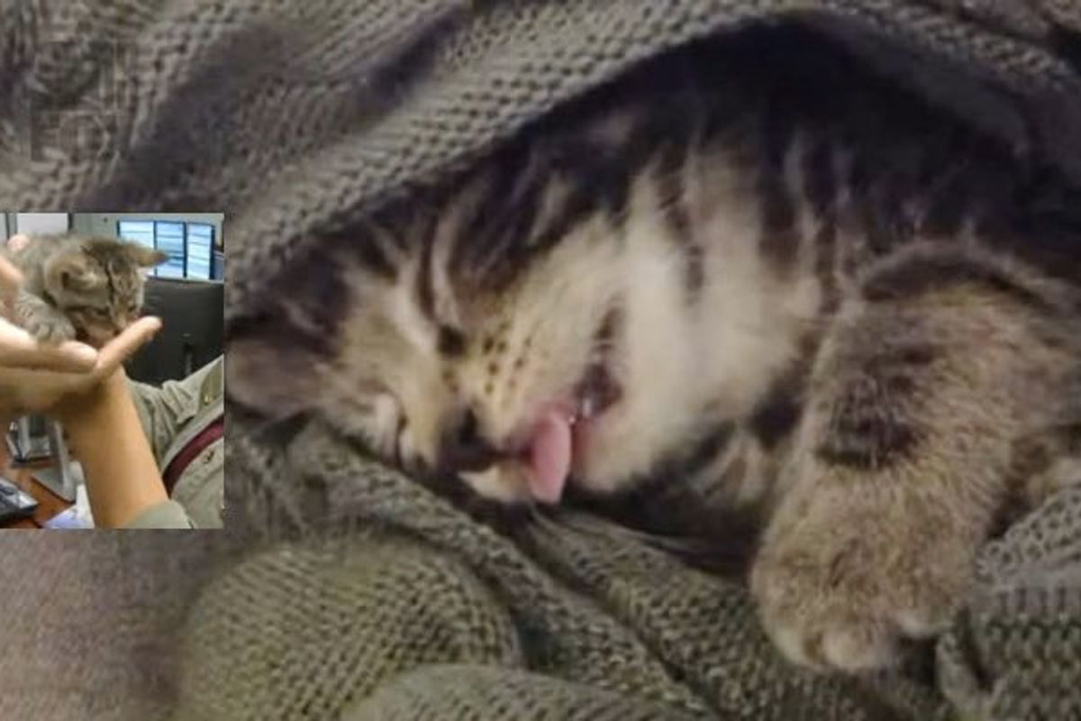 911 Operators Receive Call About Abandoned Kittens and Step in to Help