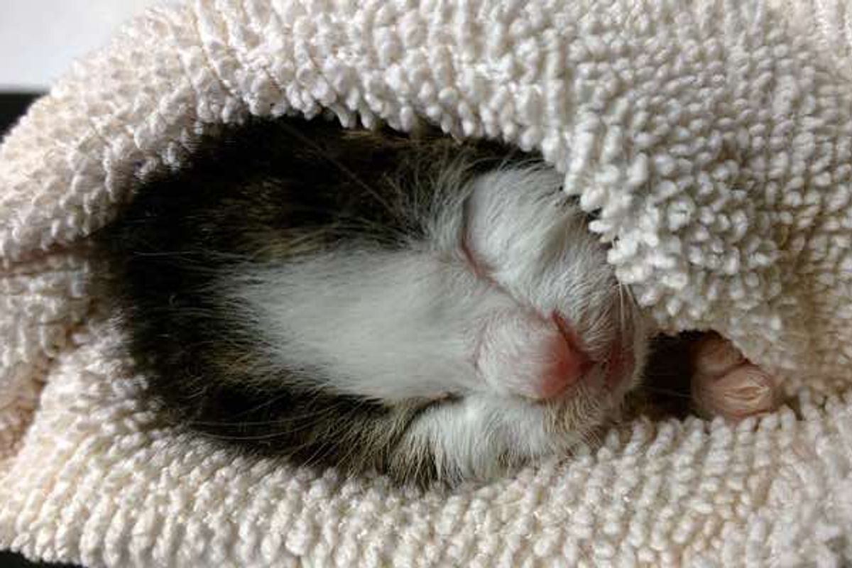 Tiny Rescue Kitten Peanut with Fighting Spirit Like a Lion