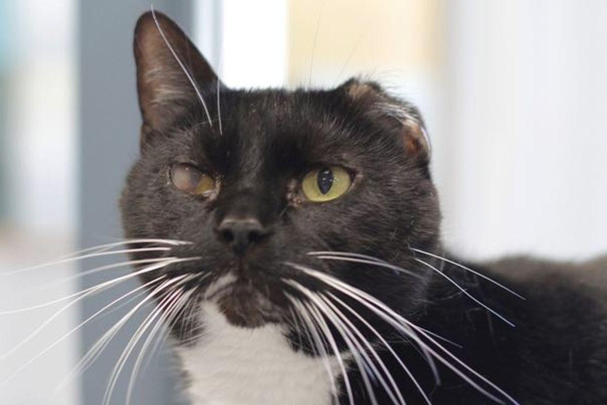 Van Gogh the 7 Year Old Shelter Cat and His Brother Picasso