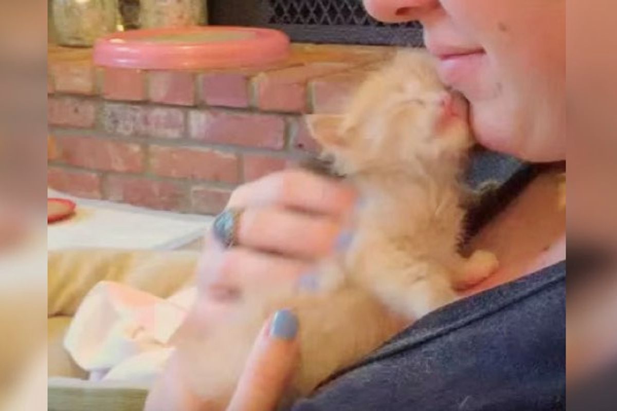 Kitten Nuzzles Human with His Soft Warm Face. She Can't Resist!