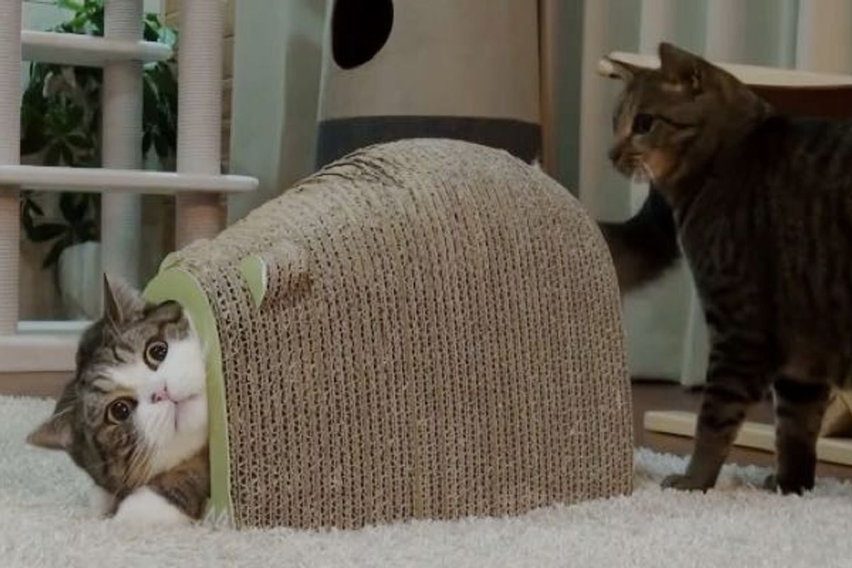 Maru Defending His Fort Mouse
