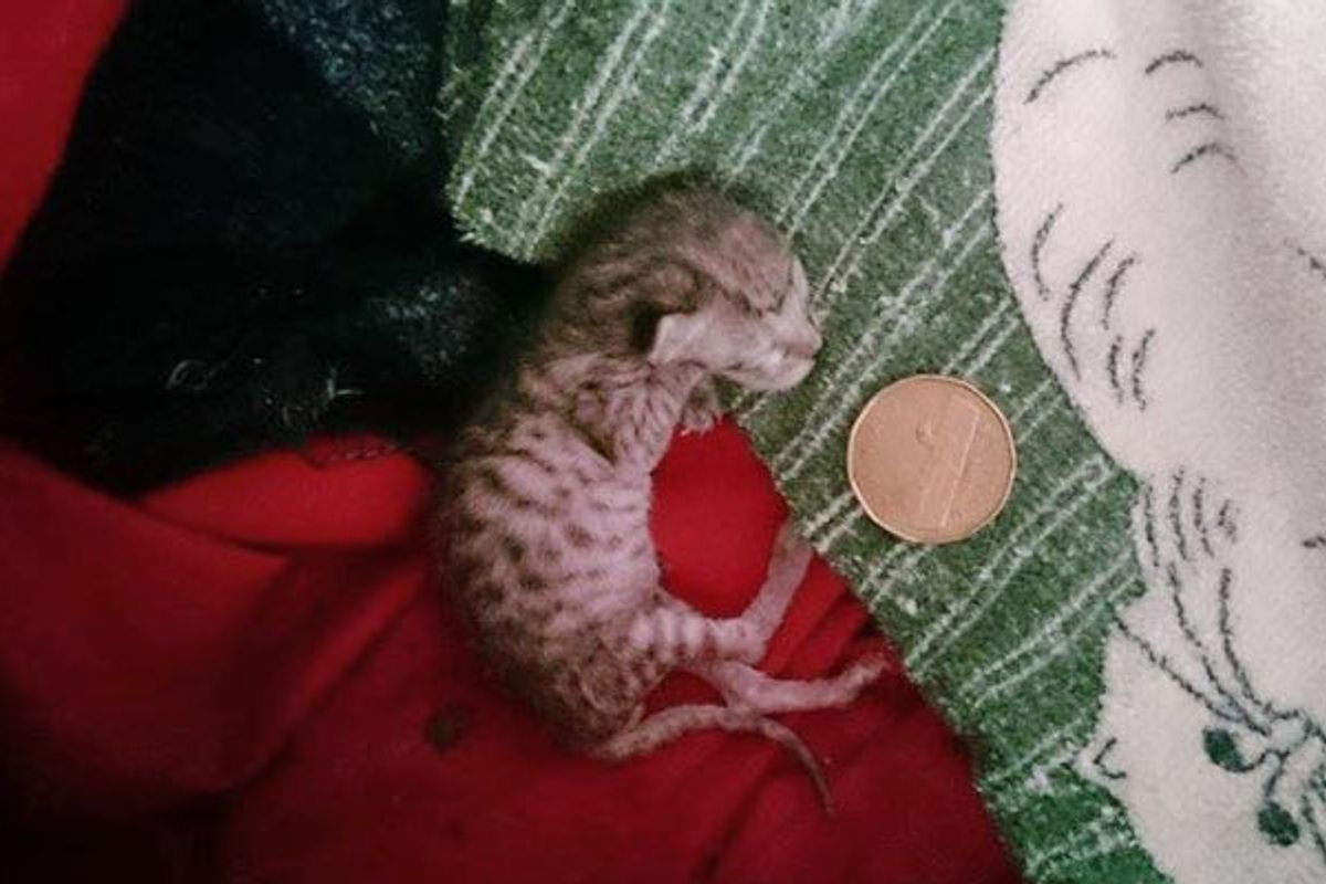 Couple Never Gave Up on 40 Gram Rescue Kitten Even Told She Wouldn't Survive (with Updates)