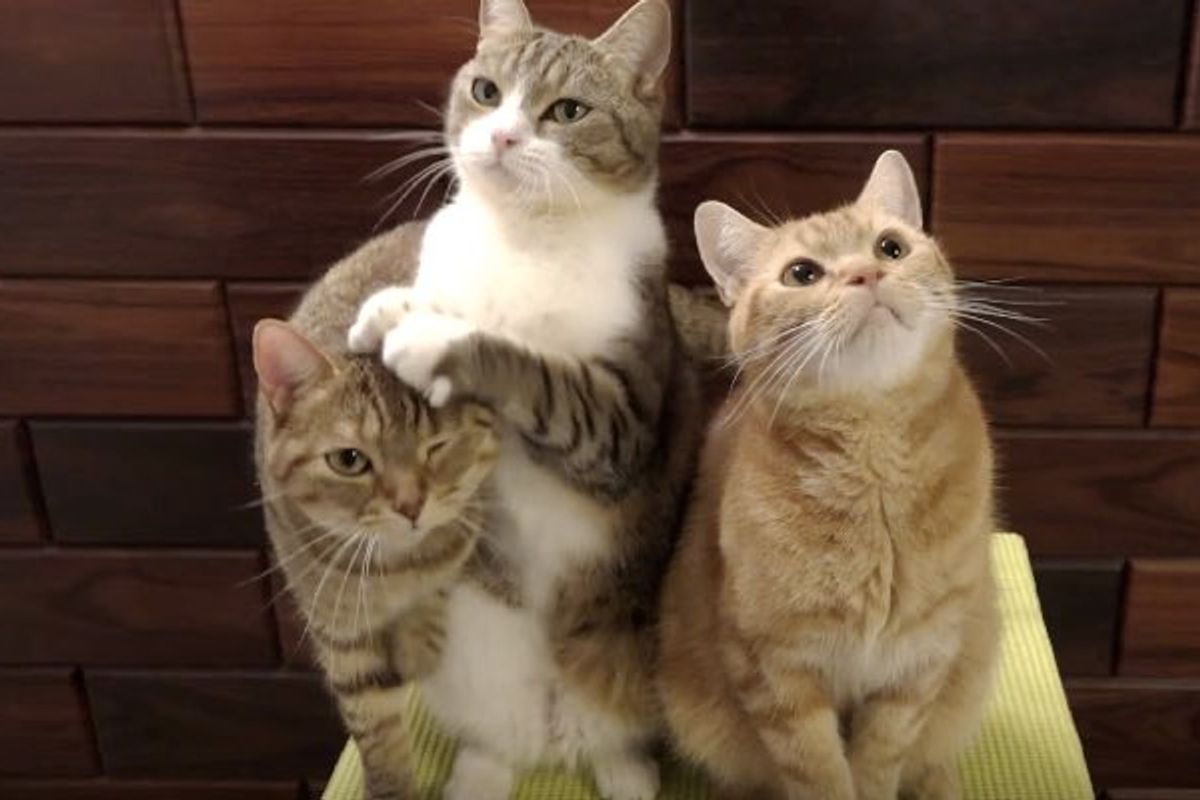 Kitty with Incredible Begging Power His Humans Can't Resist