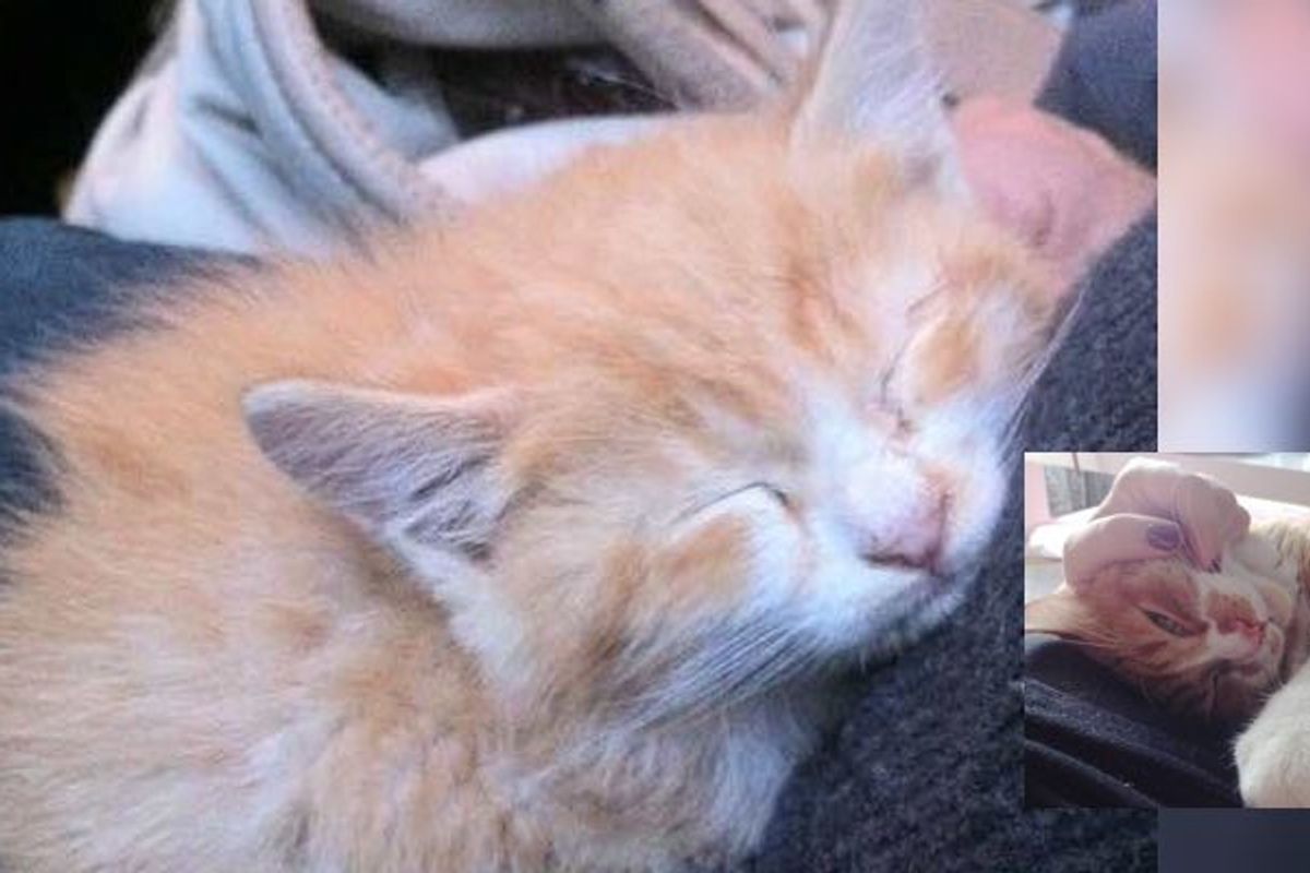 Stray Kitten Rescued from Rain Couldn't Stop Thanking His Forever Human