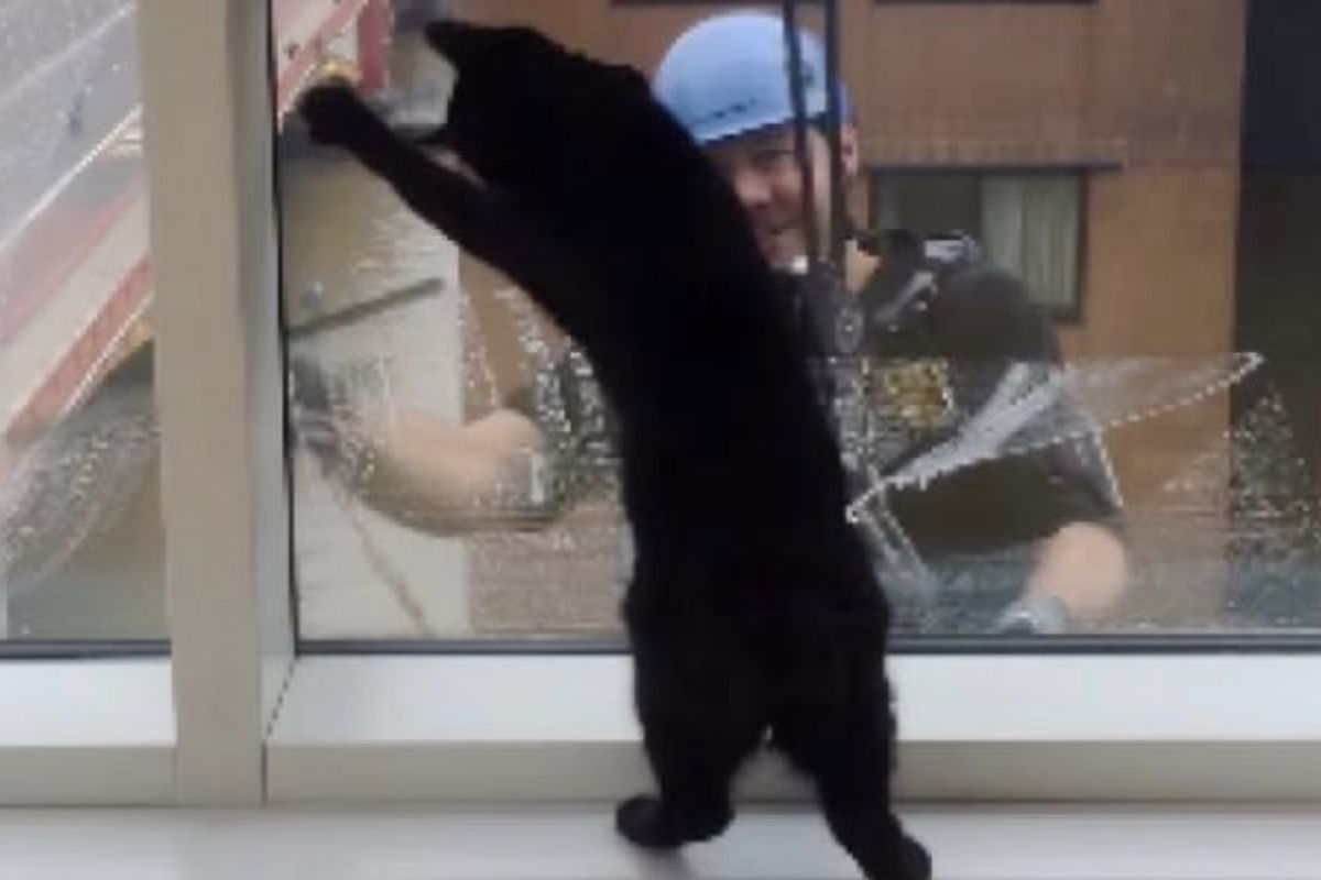 Cat and Window Cleaner Become Best Friends After Months of Meeting at the Same Window