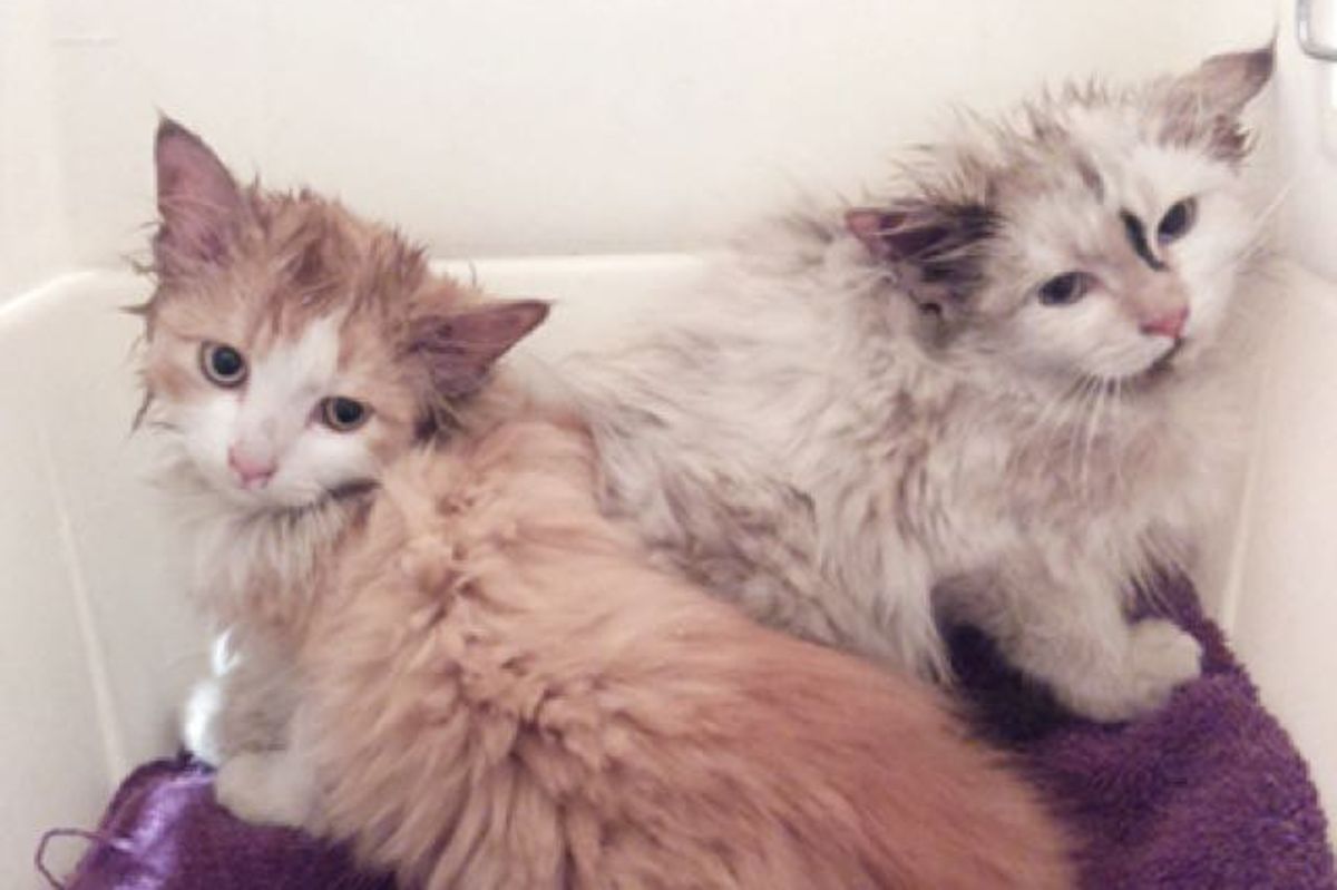 Little Calico Kitten from Feral Life to Loving Home