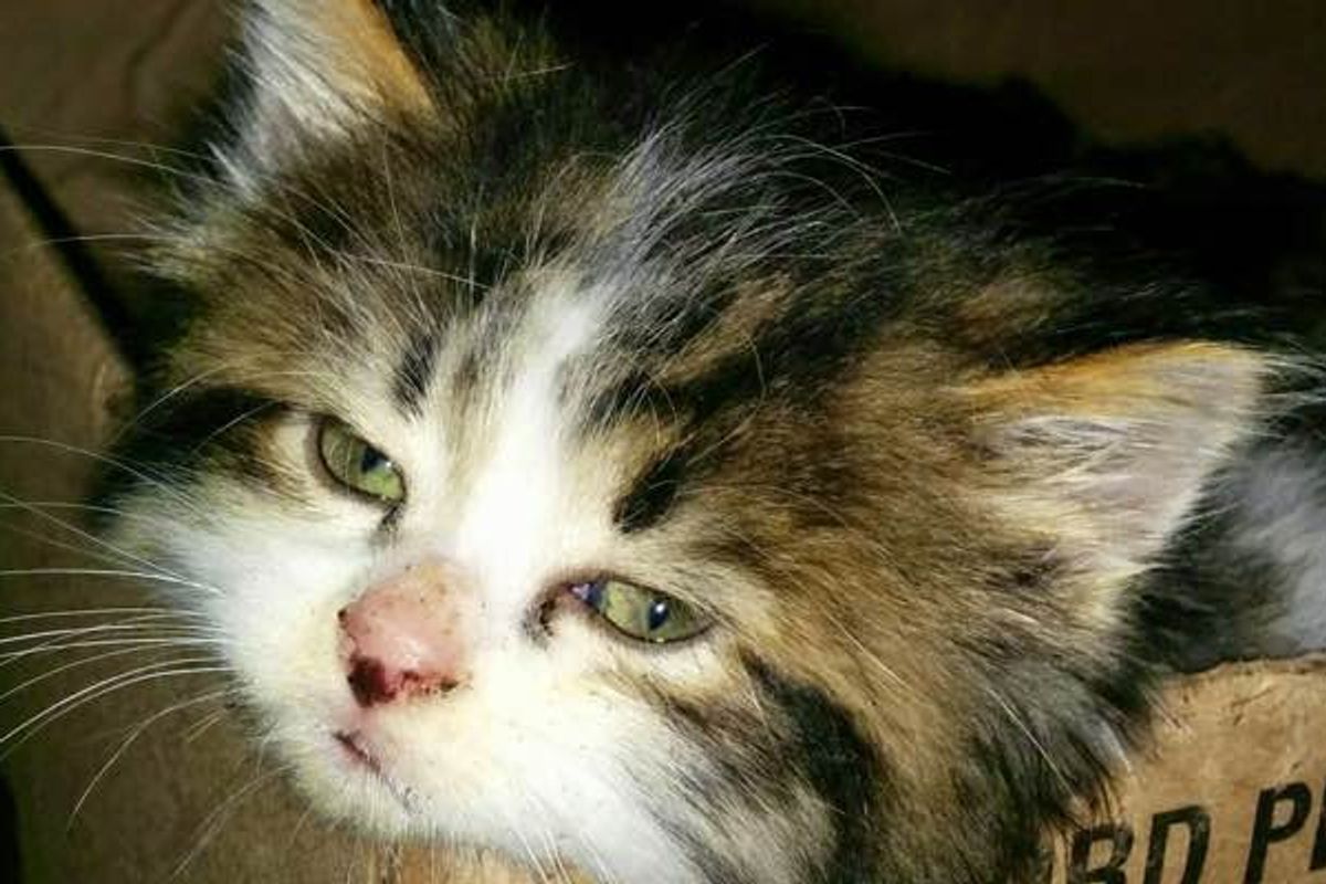 A Year Ago Today They Found a Tiny Kitten in a Rabbit Hole...