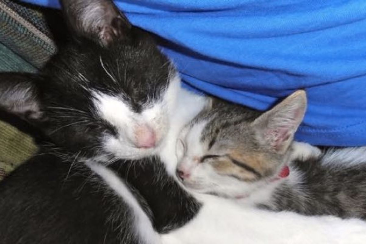 Blind Cat and His Seeing-eye Brother