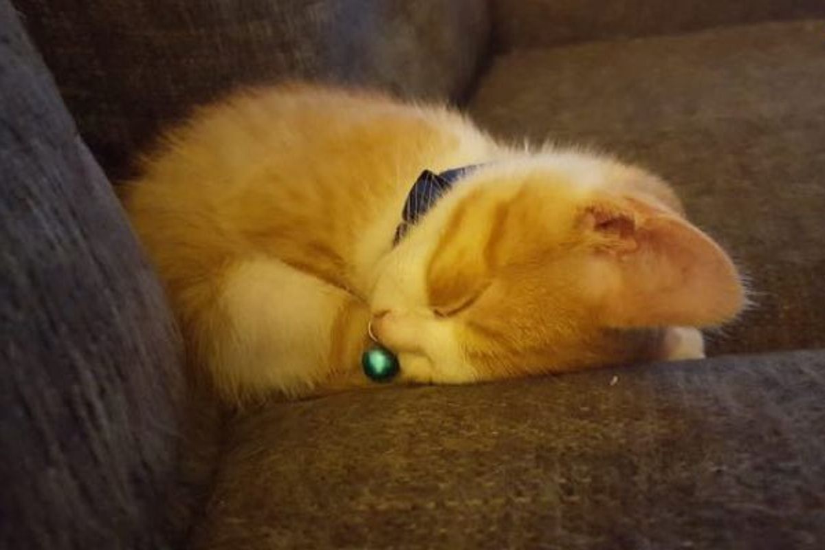 Tiny Stray Kitten Meowing His Way into a Couple's Hearts