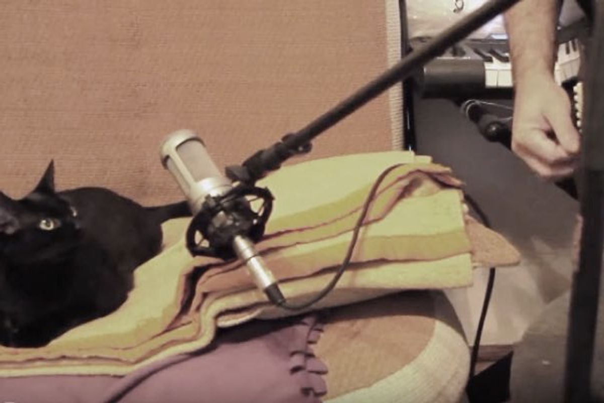 Luna the Cat Singing a Duet with Her Human Who Saved Her from the Street