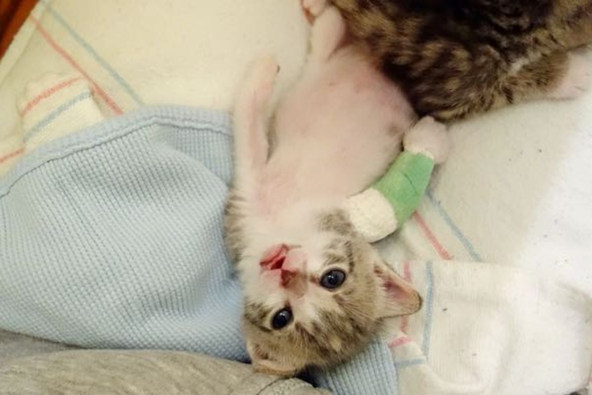 Pattypan the Kitten was Saved by Good Samaritans who Came Back for Her