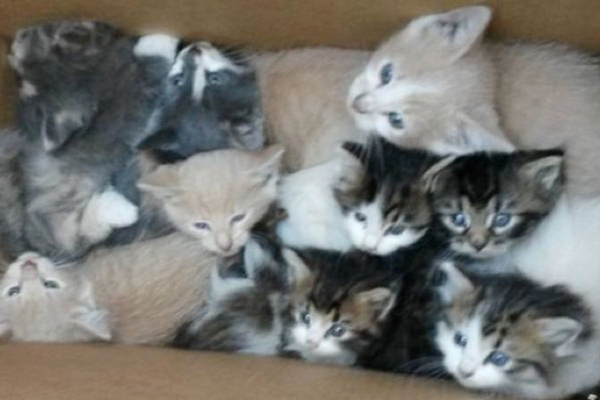 Two Stray Cat Mothers Get Help from Hikers for Their 9 Babies in the Woods
