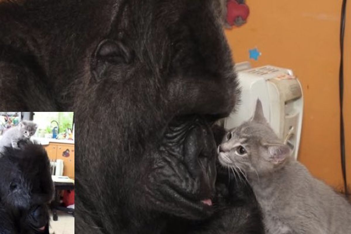 At 44, Koko the Gorilla Becomes Mom to Two Kittens