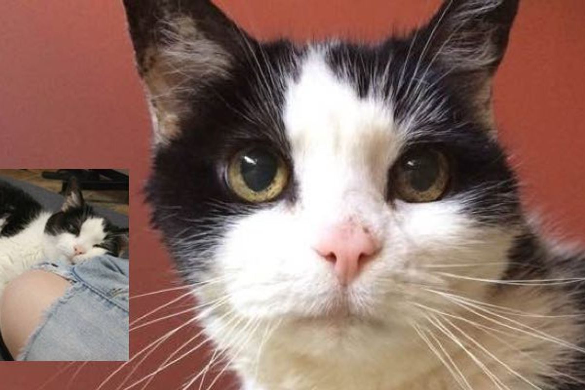 13 Year Old Rescue Cat Facing Uncertain Future Until She Met Someone She'd Been Waiting for