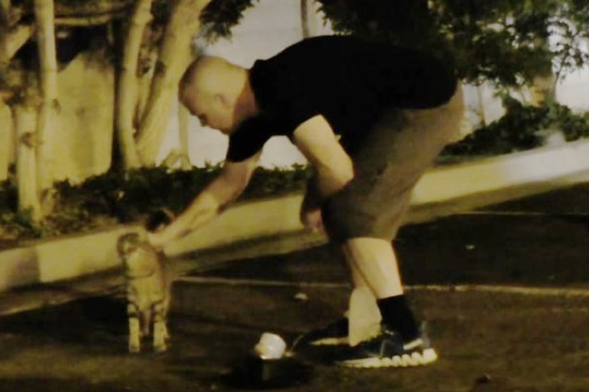 These Guys Feed Over 100 Feral Cats Every Night