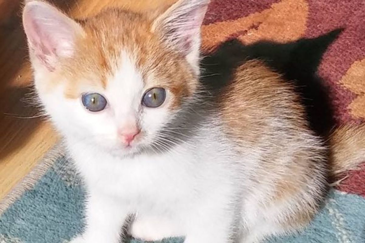 Kitten Found in a Box with a Note Written By a Child, Asking for Help
