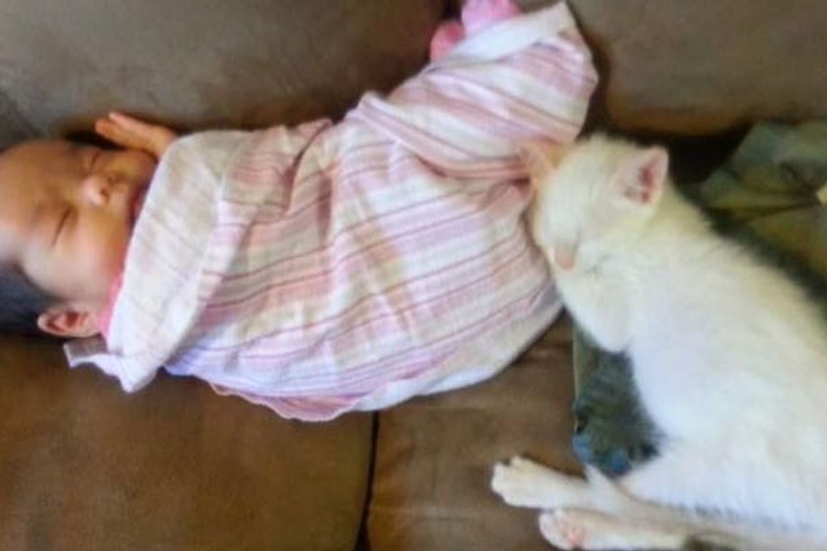 Kitty and His Human Sister who was Born a Cat Whisperer