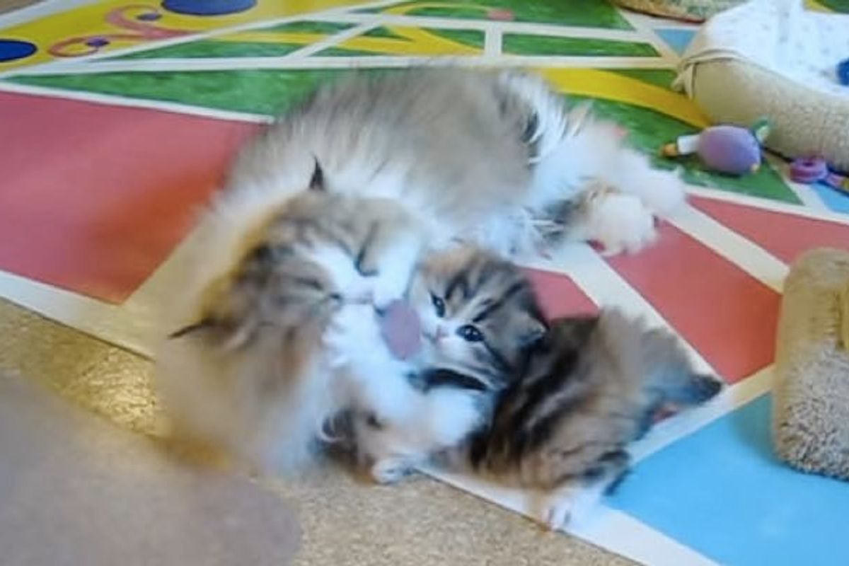Kitten Getting a Vigorous Bath from Momma Whether She Likes it or Not