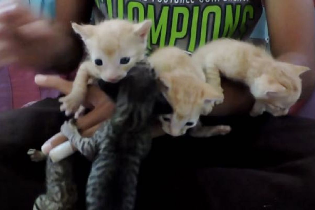 Five Orphaned Kittens Found in Exhaust Duct, Meowing for Help