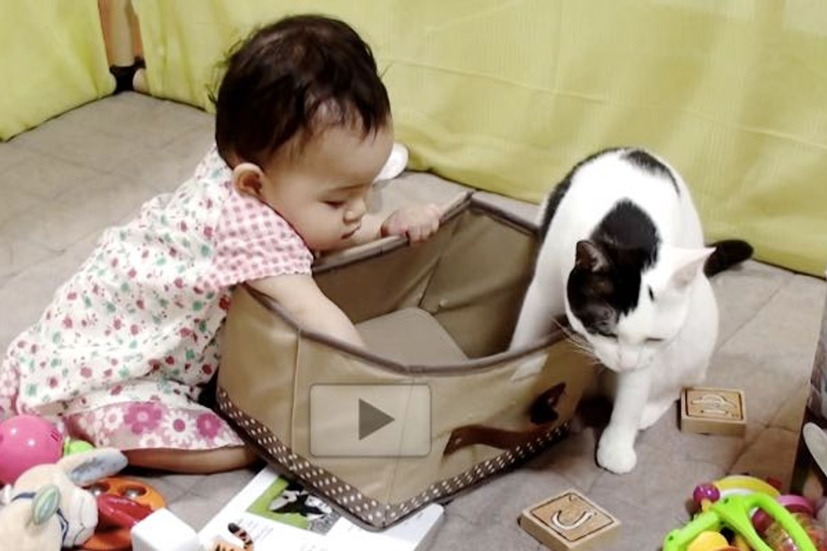 Kitty Trains Her Little Human to Use a Box