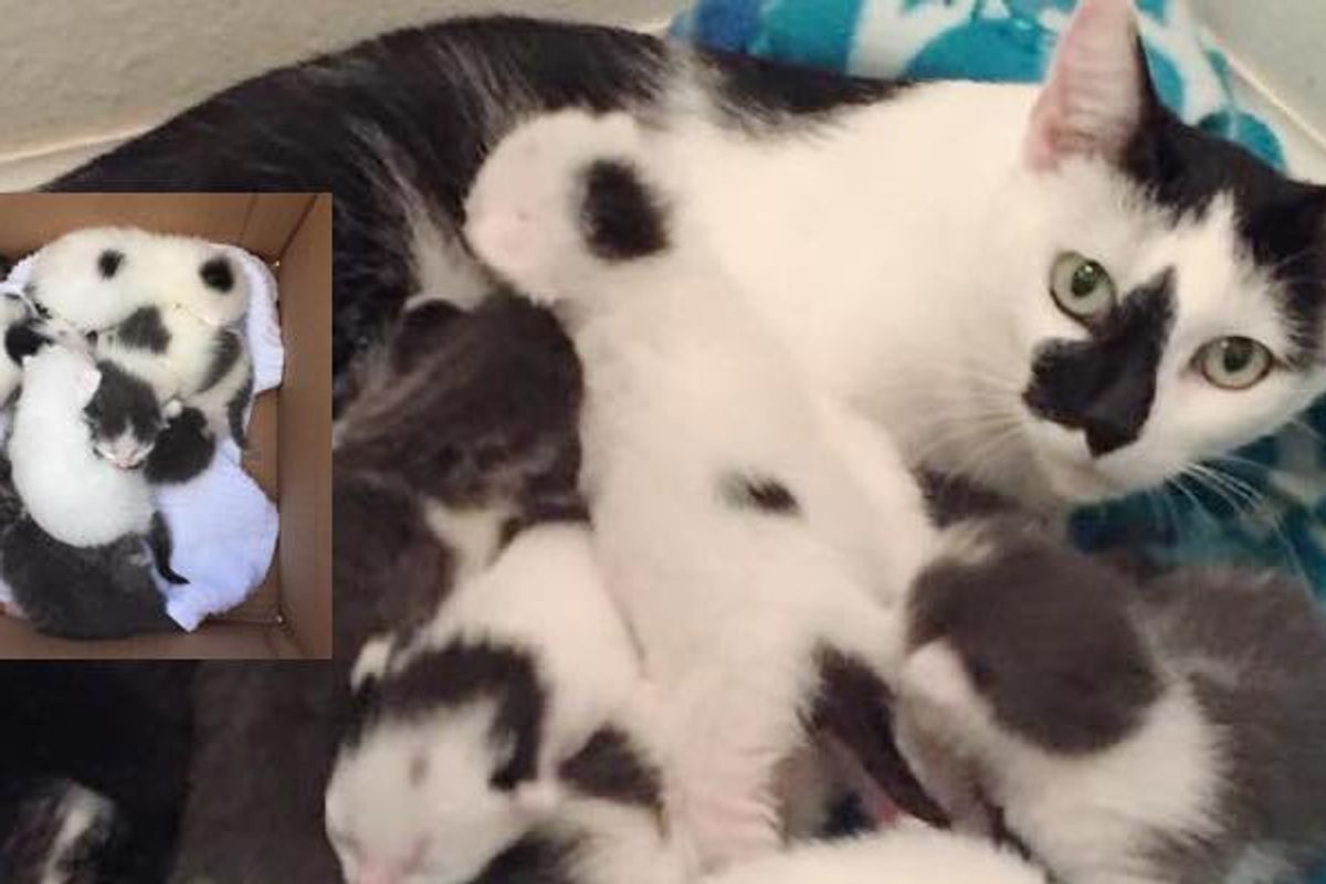 Feral Cat Mama Running Away From Rescuers. Five Years Later...