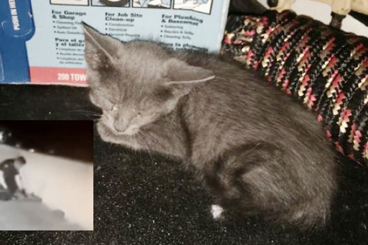 Police Officer Saves Meowing Kitten Stuck on Highway and Changes His Life Forever!