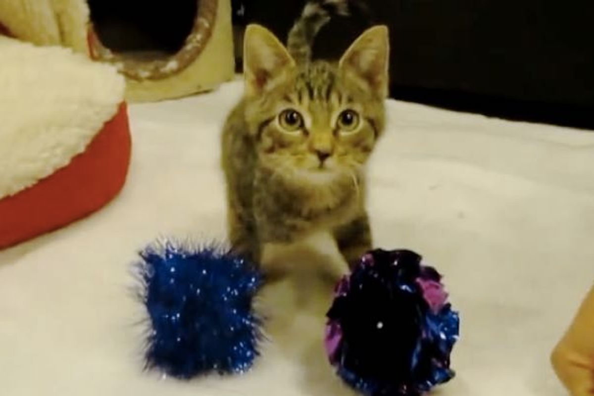 Two Legged Kitty Defying the Odds and Stealing Our Hearts