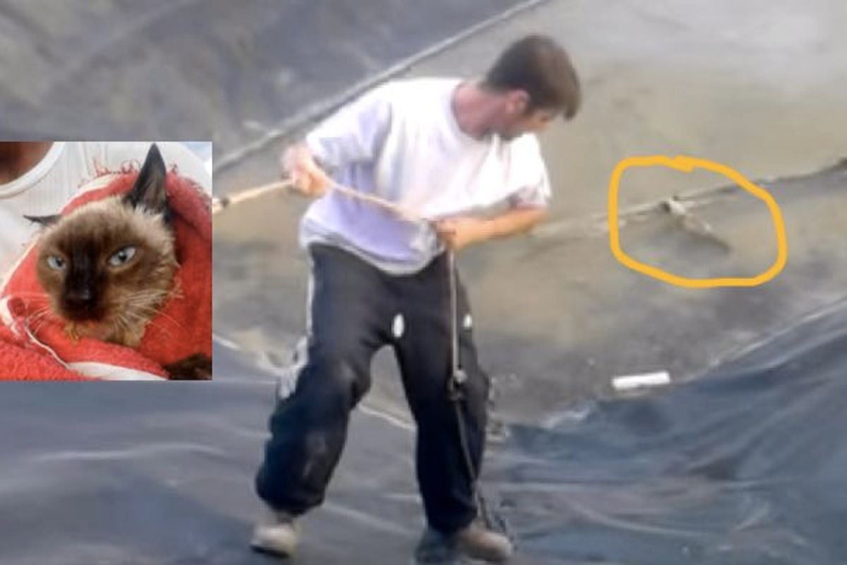 Man Rescues Frightened Feral Cat from Cold Retention Pond