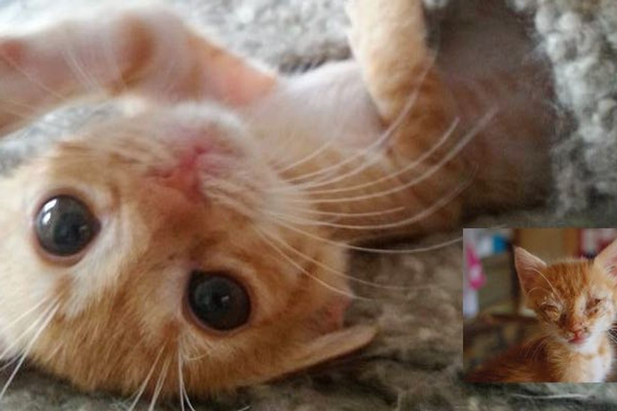 Stray Kitten Fed by Rescuer One Bite at a Time is Completely Transformed by Love