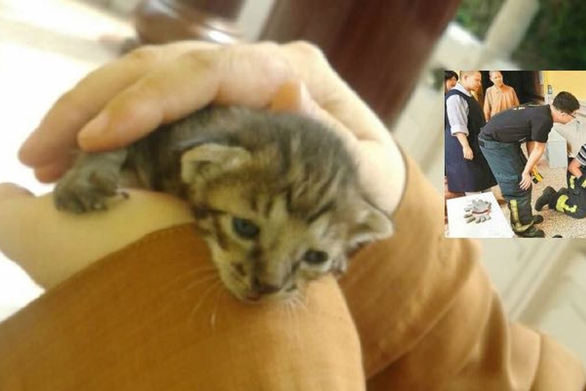 Orphaned Kitten Rescued by Monks from Inside the Temple Walls
