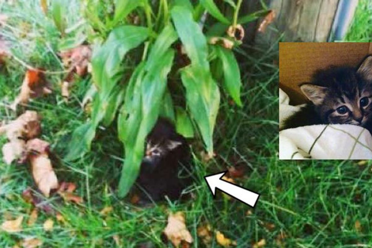 Shivering Kitten Crying from Bushes, Now Has Really Turned Around