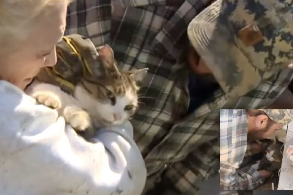 Landscaper Works Tirelessly to Save Cat Caught Under Cement