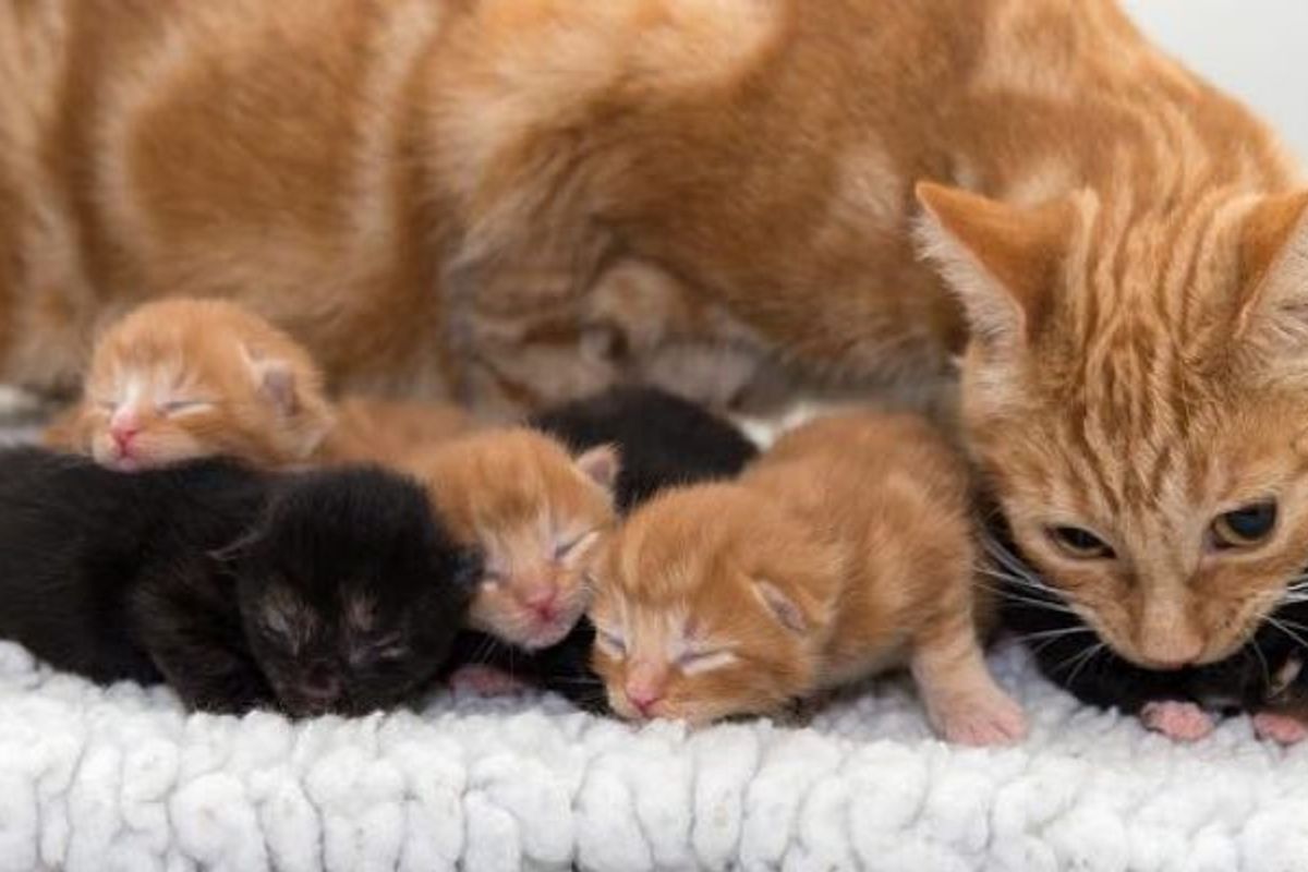 Ginger Cat Mama Came to the Shelter with a Big Belly, Then One Day...
