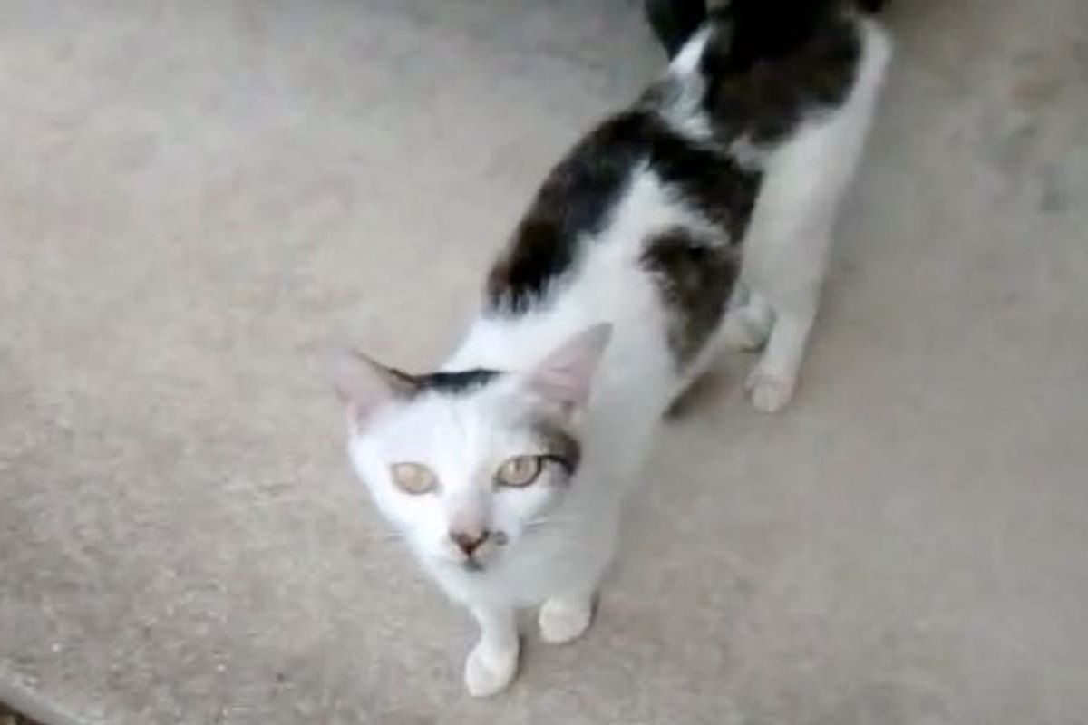 Stray Cat Takes Human Friend to Meet Her Fur Babies