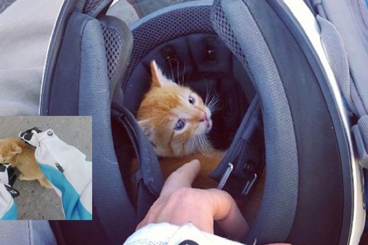 Motorcyclist Ran into Busy Intersection to Save Kitten