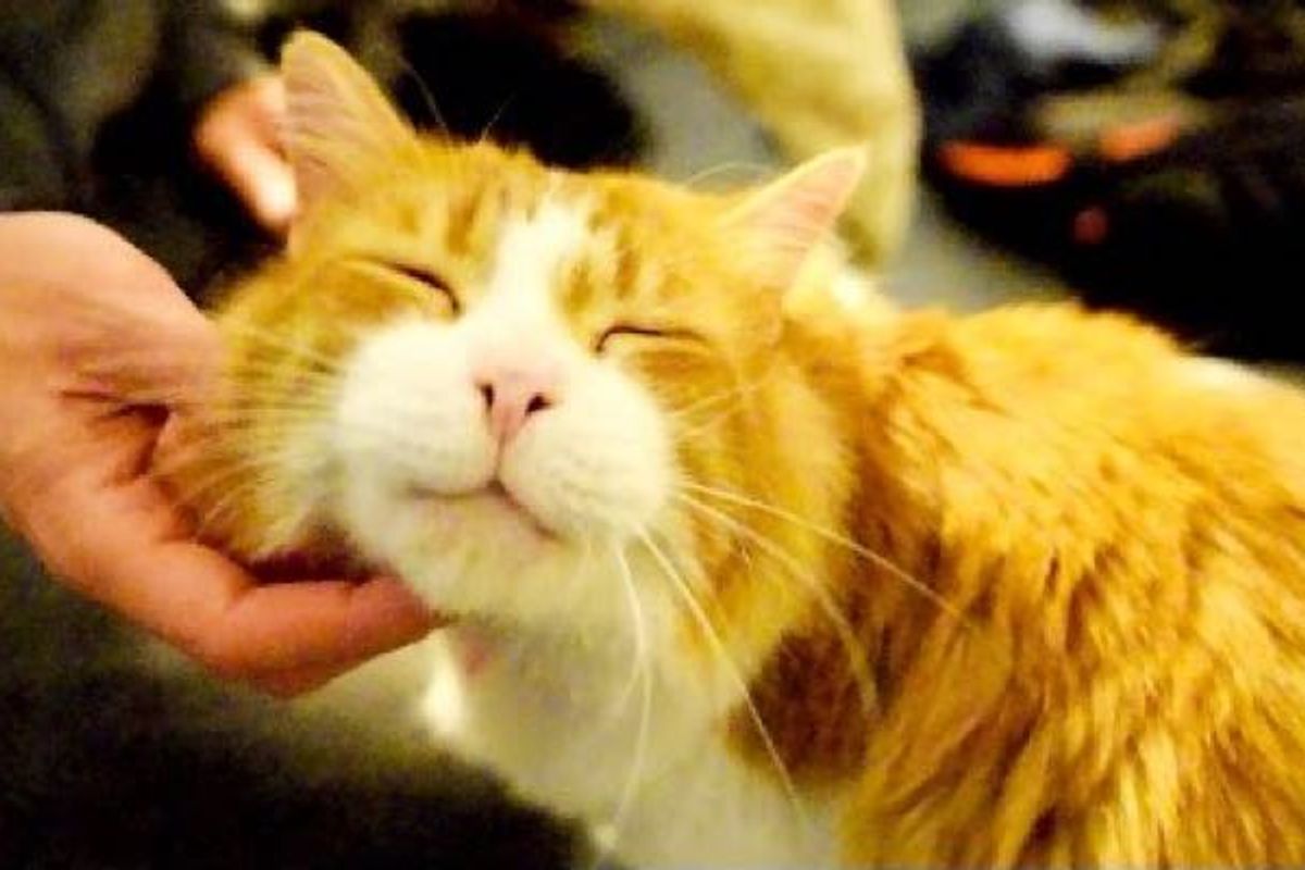 Cat Chirps Like a Cricket Couldn't Find Forever Home Until 7 Years Old