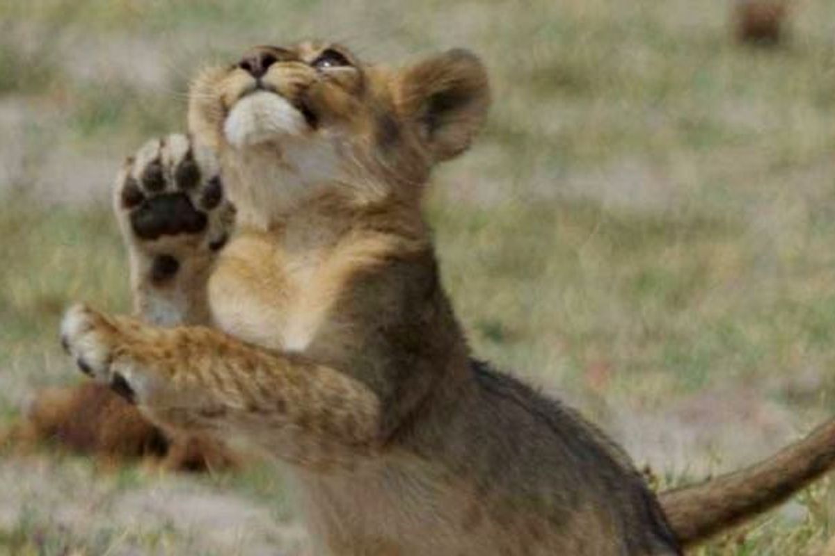 Grandcubs of Cecil the Lion Bring New Hope